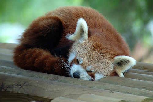 dragonlovepanda dragonlovepanda