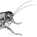 Gryllida
